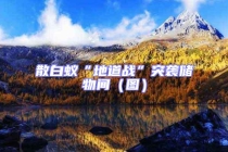 散白蚁“地道战”突袭储物间（图）